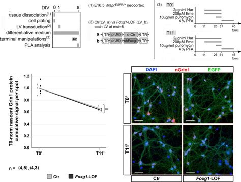foxg regulates translation  neocortical neuronal genes including