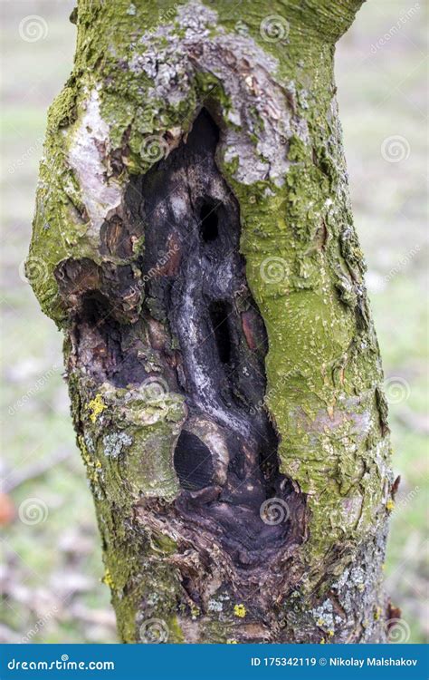 Diseases Of Fruit Trees In The Garden Damage To The Apple Fungus Stock