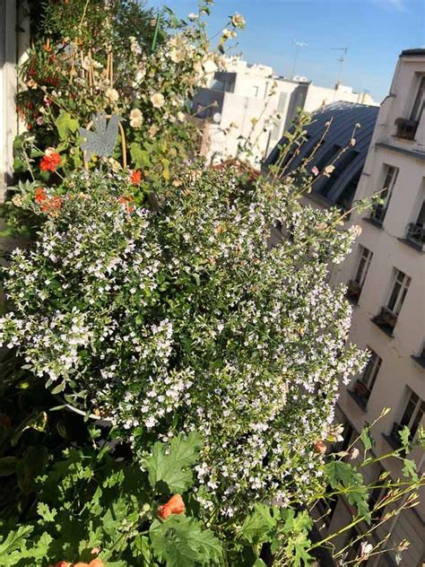 Nuage de fleurs du Calamintha nepeta ssp nepeta en été sur mon balcon