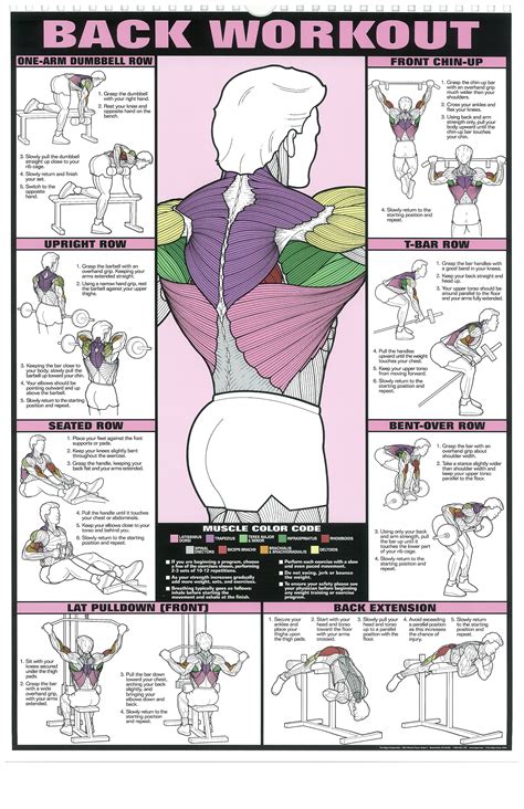 The Absolute Beginner S Guide To Exercise Back Workout Men Back Workout