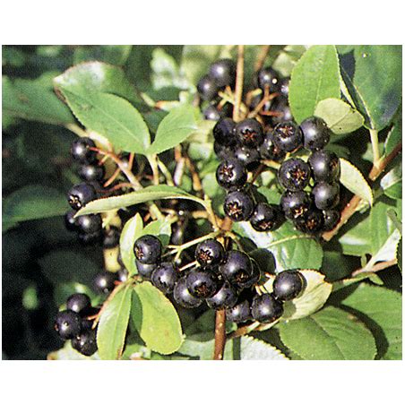 Juodavaisė aronija Aronia prunifolia VIKING Aukštis 80 100CM