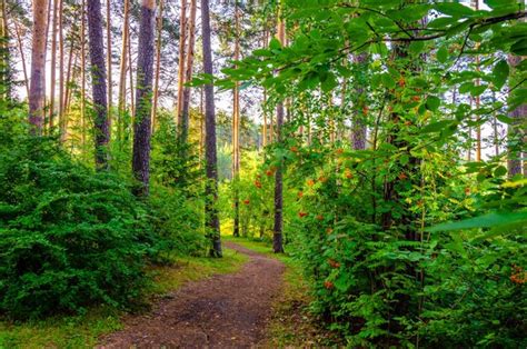 Un camino por el bosque con una flor roja en el árbol Foto Premium