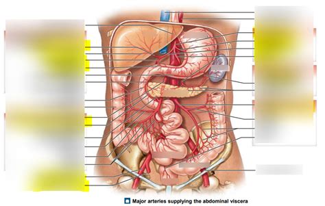 Arteries Supplying The Abdominal Viscera Diagram Quizlet