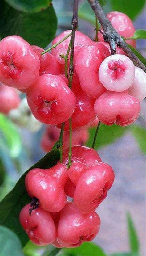 ~ROSE APPLE~ SWEET SURPRIZE Syzygium samarangense FRUIT TREE Wax Jambu ...