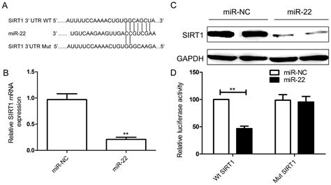 Microrna Functions As A Tumor Suppressor By Targeting Sirt In Renal