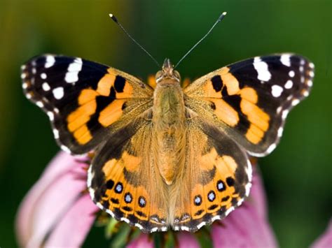 Life Cycle Of A Painted Lady Butterfly