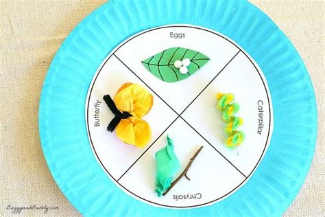 Butterfly Life Cycle Paper Plate Craft Butterfly Life Cycle