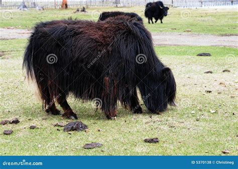 Mongolia Yak Stock Photo Image Of Bovine Agriculture 5370138