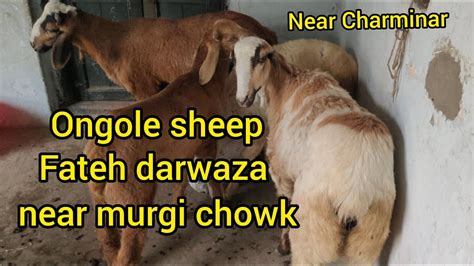 Telangana Mix Ongole Sheep Female Available In Fateh Darwaza Hyderabad