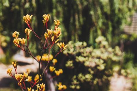 Kangaroo Paw Plants Stock Photos Free And Royalty Free Stock Photos