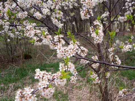 wild plum | Omaha Landscaping | Greenlife Gardens