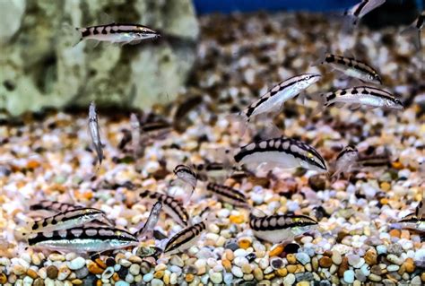 Dwarf Chain Loach Sweet Knowle Aquatics Online Shop