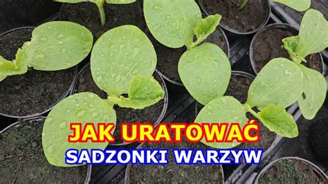 Jak URATOWAĆ wybiegnięte Sadzonki Pomidorów Cukinii Papryki Ogórków