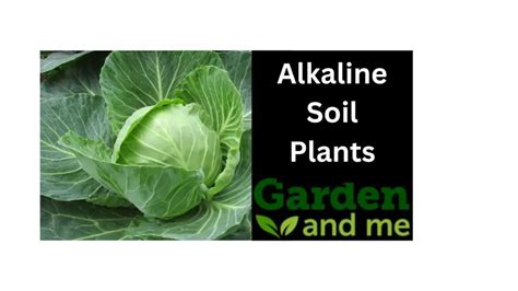 Plants that Like Alkaline Soil (5 Examples)