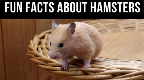 Fun Facts About Hamsters You Should Know Before Getting One Youtube