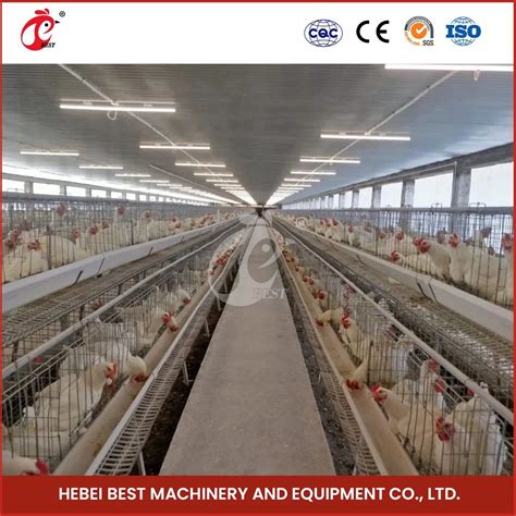 Bestchickencage China Chicken Storage Layer Cage Factory Sample