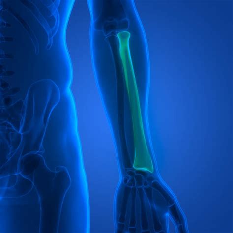 radius bone istock