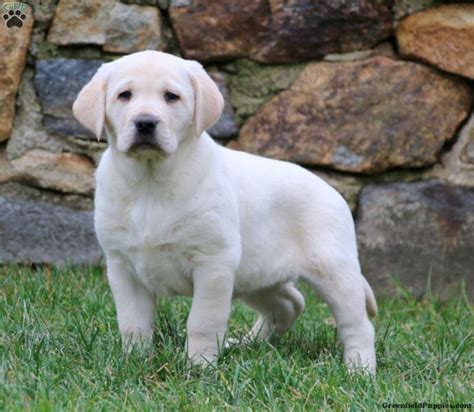 kia yellow labrador retriever puppy  sale  pennsylvania
