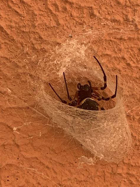 African Hermit Spider From Campinas SP BR On May 8 2022 At 02 26 PM