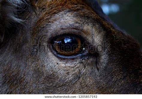 Deer Eye Closeup Stock Photo (Edit Now) 1205857192