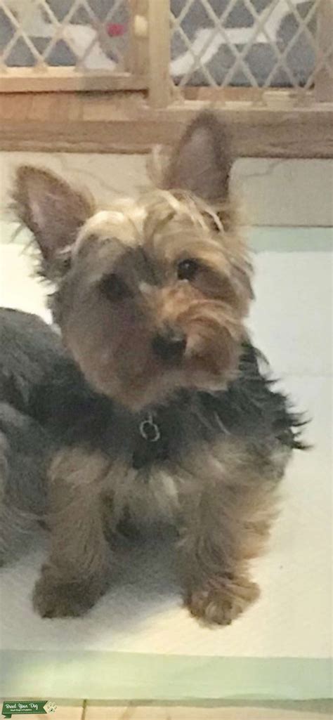 Pure Breed Akc With Papers Yorkshire Terrier Stud Available For