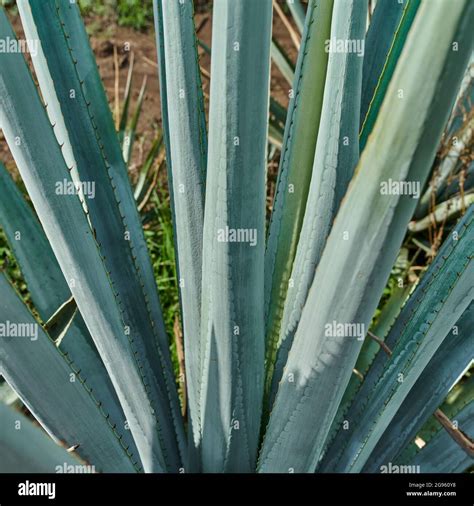 Blue agave plantation in the field to make tequila Stock Photo - Alamy