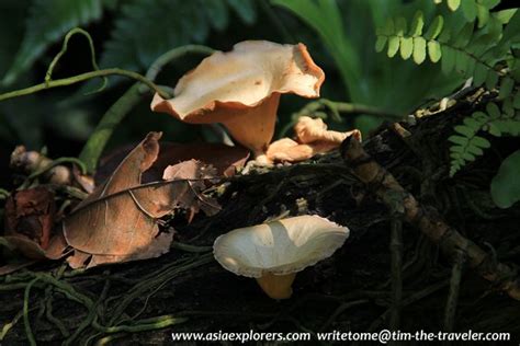 Rain Forest Singapore Botanic Gardens Singapore