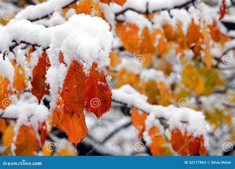 Frozen Autumn Leaves Stock Image Image Of Beautiful