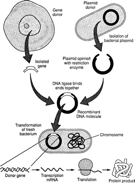 Recombinant Dna And Biotechnology