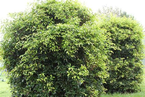 Sublime™ – Screening & Hedging Plants