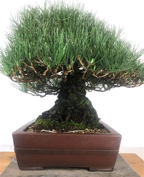 Japanese White Pine 12 Tall Bonsai Bonsai Learning Center Store