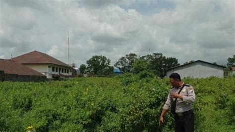 Mayat Perempuan Tanpa Identitas Ditemukan Di Lahan Kosong Di Singosari