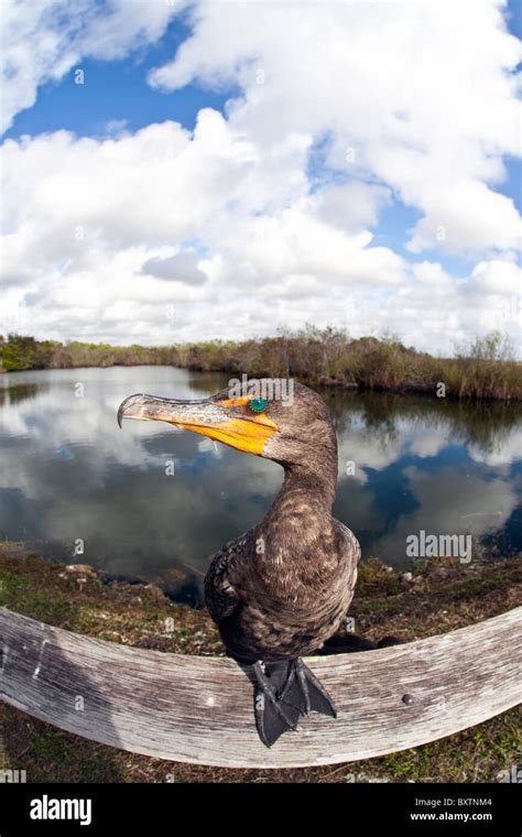 Great Cormorant Phalacrocorax Carbo In Everglades National Park In