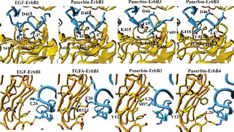 Homology Models For The Structure Of EGF TGF T1E And Panerbin In