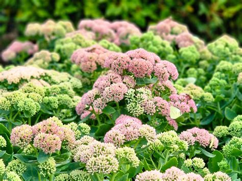 Sedum Spectabile Autumn Joy Wholesale Nursery Nurseries In