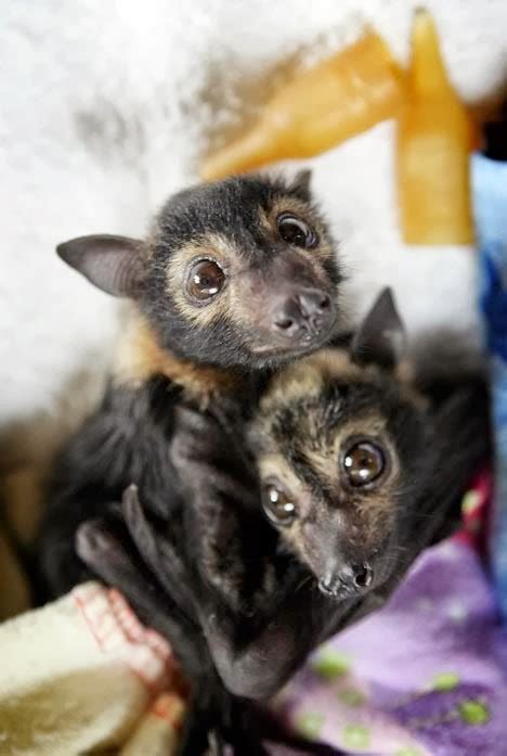 Vivências Em Biologia Animais Incríveis O Morcego Gigante Australiano