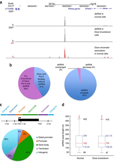 Loss Of Dicer Leads To The Accumulation Of Dsrna That Colocalizes With