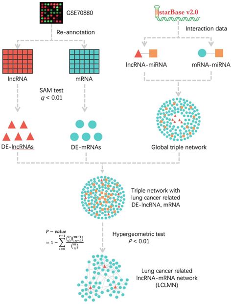 Frontiers Integrated Analysis Of Lncrna Mirna Mrna Cerna Network