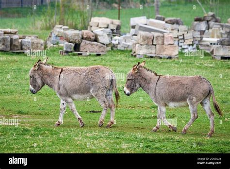 Domestic Donkey Breeds