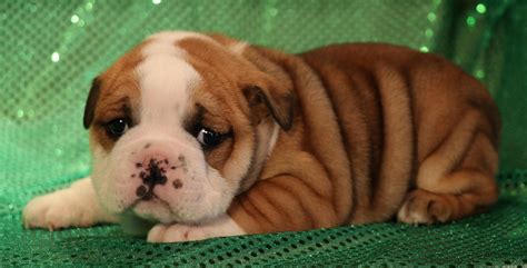 10 Miniature Bulldog For Sale Michigan Images Pet My Favourite