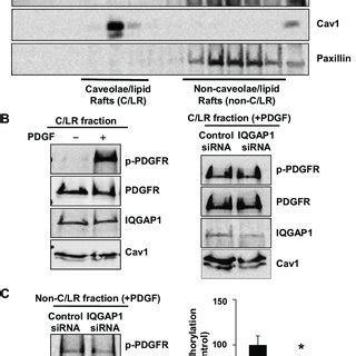 IQGAP1 Is Required For PDGFR Autophosphorylation In Focal Adhesions In