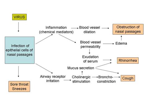 Upper Respiratory Tract Infections And Other Infections Of The Head And Neck