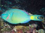 Stoplight Parrotfish Sparisoma Viride Grand Cayman Photo