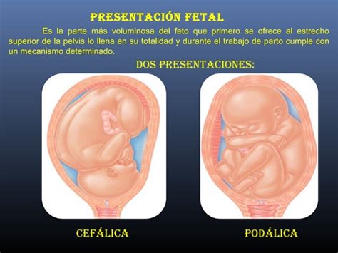 Obstetricia Estatica Fetal Ppt