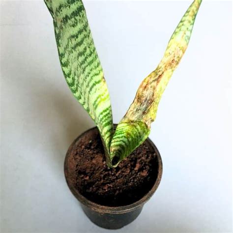 Must Have Snake Plant Companion Plants Indoor Mint