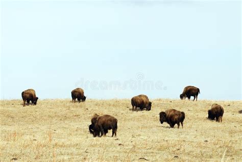 Wild bison herd stock image. Image of forests, flock, wander - 4857857