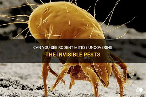 Can You See Rodent Mites? Uncovering The Invisible Pests | PetShun