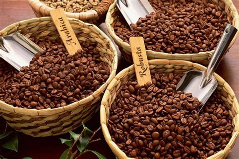 Perbedaan Kopi Robusta Dan Arabika Kamu Udah Tahu Belum