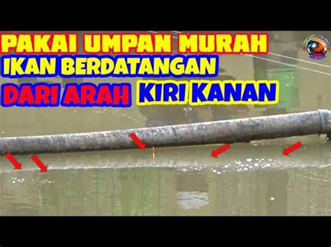 RACIKAN UMPAN IKAN MAS SEDERHANA YouTube