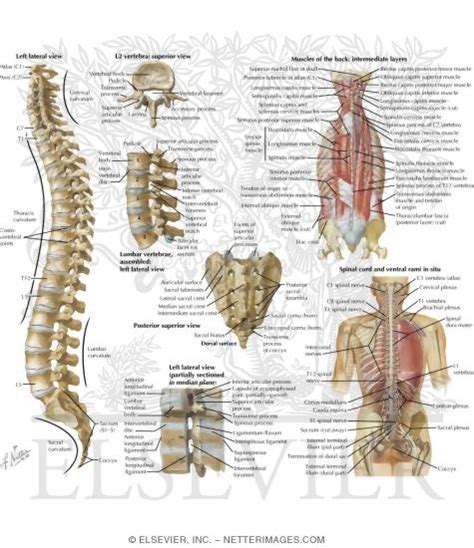 Spine Illustration Anatomy